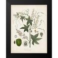 thumbnail image 2 of Torrey, John 12x14 Black Modern Framed Museum Art Print Titled - Flowering Flora II, 2 of 5