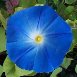 

150 Morning Glory Seeds - Heavenly Blue Ipomoea tricolor