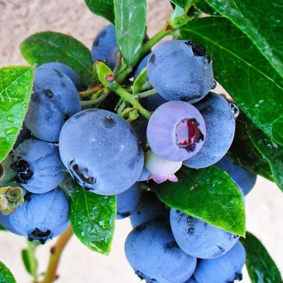 Set 2 Emerald Blueberry Plants Live for Planting, Sweet Blueberry Bushes Live Plants to Grow 4 to 8 Inch, Starter Plant