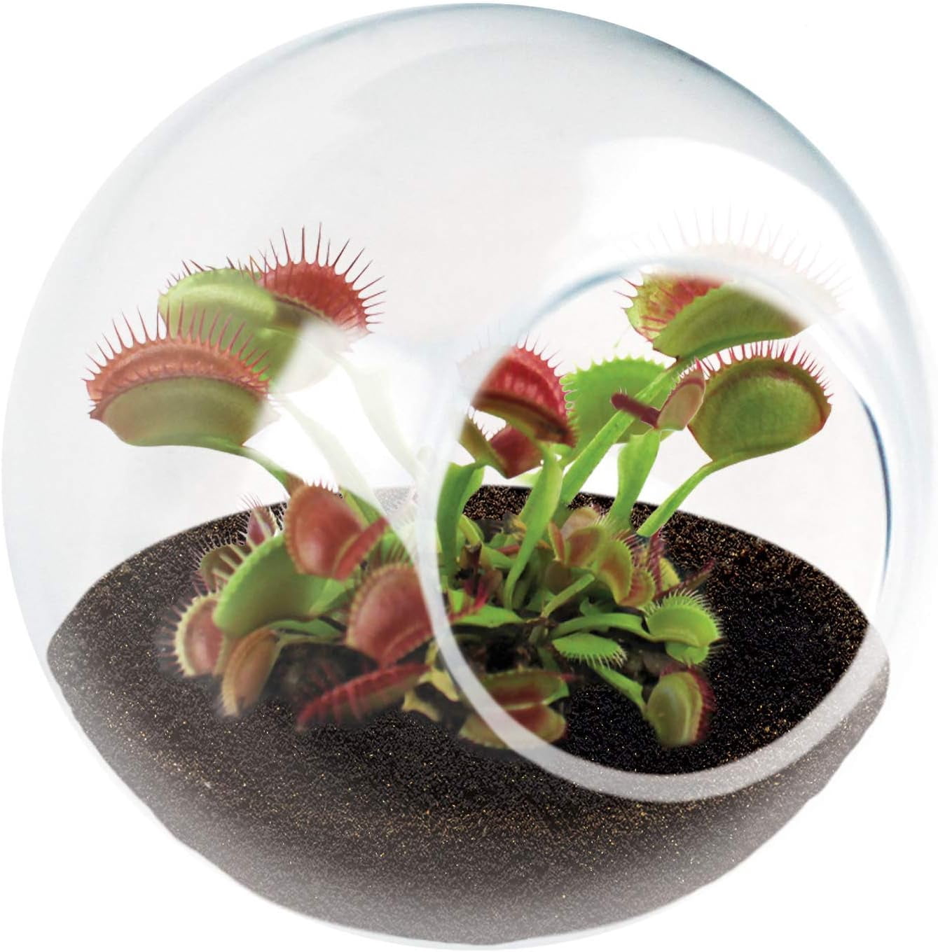 Unique Gardener: Tiny Terrarium Plant Seeds - DIY Indoor Succulents and Live Plants for Home or Garden Planting - 2 Each of Assorted Carnivorous Pack