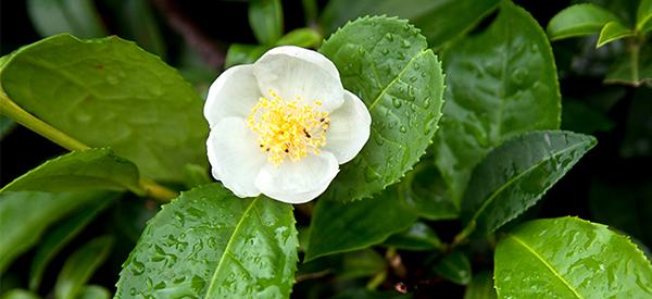 Organic Tea Plant ‘Large Leaf’ - Camellia sinensis - Live Starter Plant