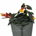 thumbnail image 2 of Nematanthus Shady Lady, Mae, Goldfish Plant - Pot Size: 3in (2.6x3.5in) - House Plants, 2 of 4