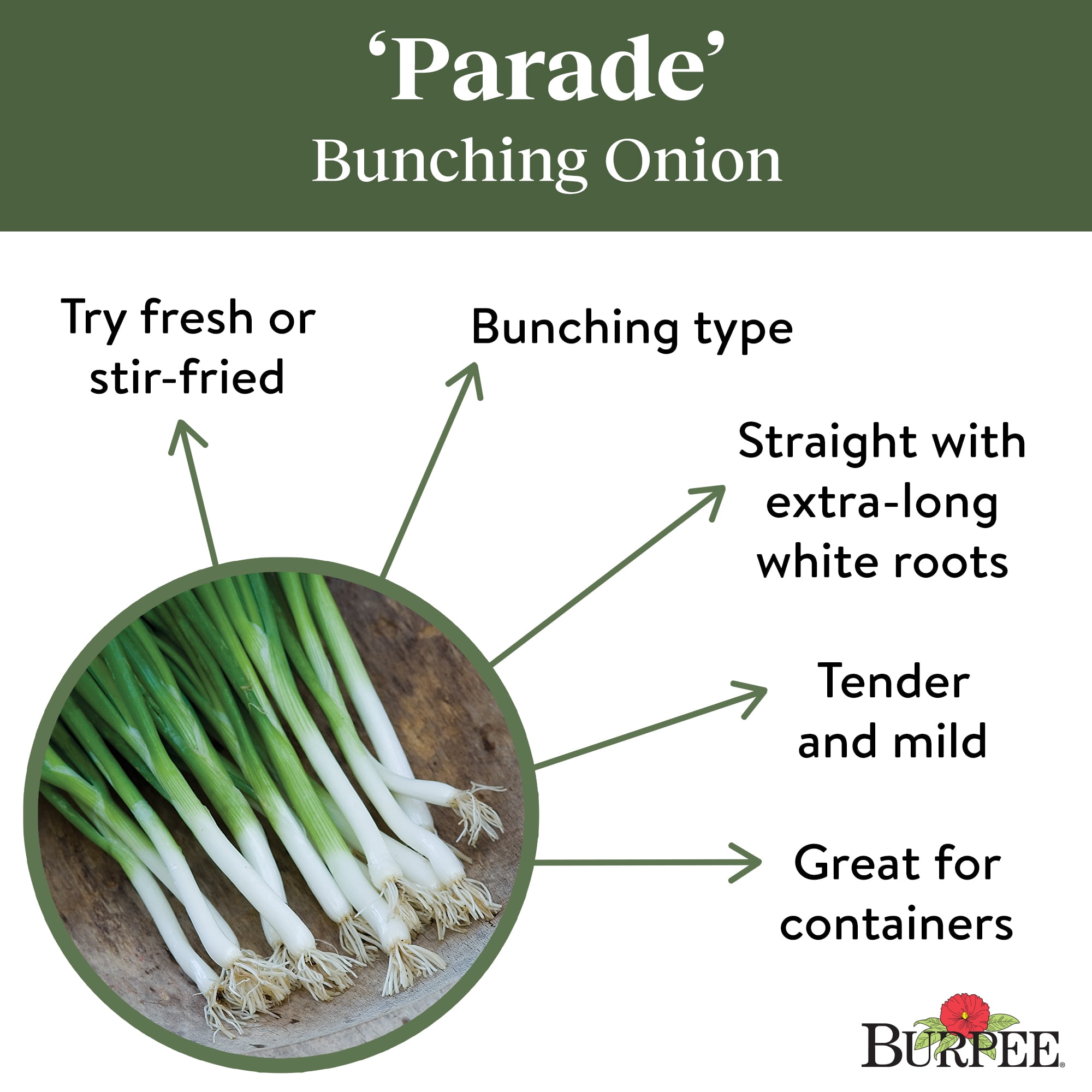 Buy Burpee Parade Bunching Onion Vegetable Seed Tape, 1-Pack Online at