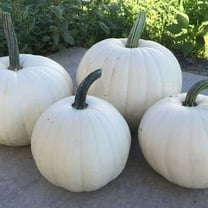 Casper The Ghost White Pumpkin Seeds for Planting - Grow 5 Pound White Pumpkins | 10 Rare Seeds | Great for White Ghost Jack-O-Lantern