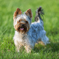thumbnail image 6 of Dr. Marty Better Life Chews 4-in-1 Dental Care For Small Size Dogs (5 - 23LBS), 30 Sticks, 19.05 oz, 6 of 6