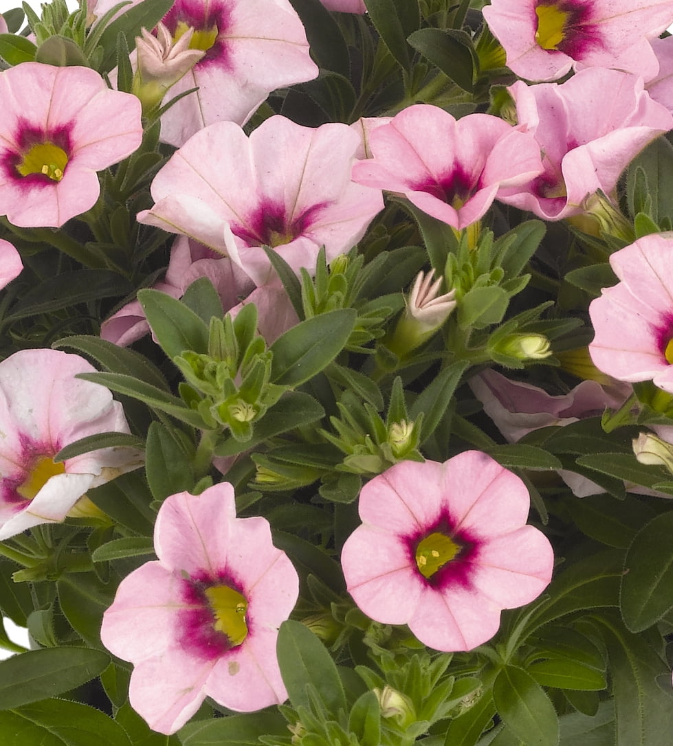 Expert Gardener 1.5gal Pink Calibrachoa Live Annual Plant Hanging Basket Sun