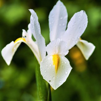 CZ Grain Ruby Giant Crocus Bulbs - 20 Perennial Flower Bulbs For Spring Planting