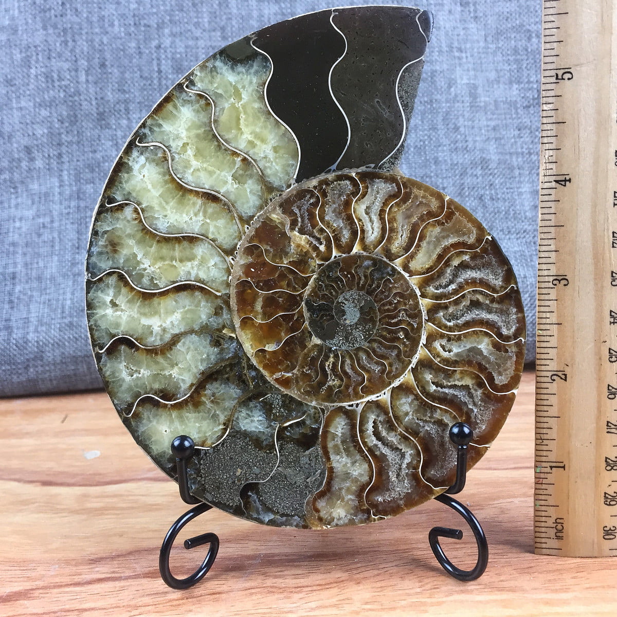 Pair Ammonite Fossil Conch Slice Ammonite Fossil Mineral specimens with Stand 
