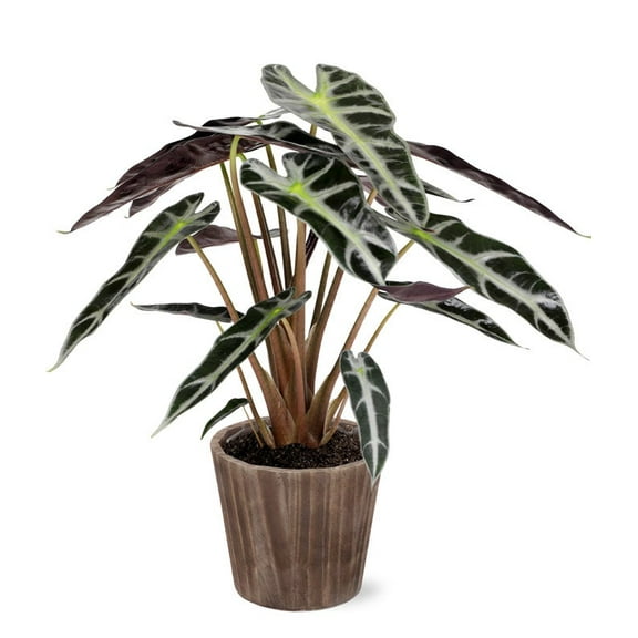 From You Flowers - Elephant's Ear Potted Plant in Natural Wood for Birthday, Anniversary, Get Well, Congratulations, Thank You, All Occasions