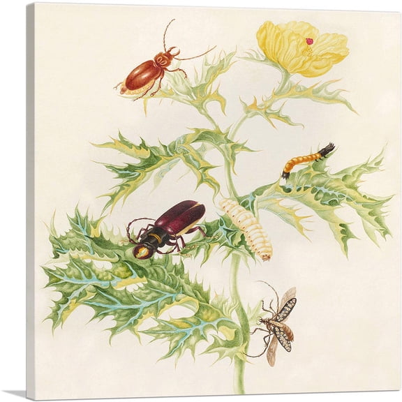 ARTCANVAS Mexican Poppy Longhorn Beetle 1702 Canvas Art Print by Maria Sibylla Merian - Size: 18" x 18" (0.75" Deep)
