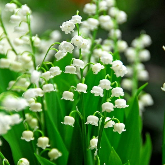 Lily of the Valley Flower Bulbs - 5 Roots Per Pack - Pleasantly Scented - Deer Resistant - Good as Cut Flowers - Naturalizing - Perennializing - Easy to Grow Live Plants - Outdoor Garden