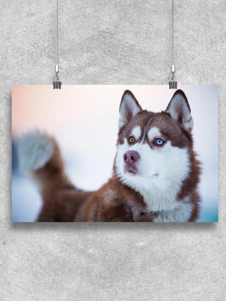 How Much Should I Sell My Siberian Husky For