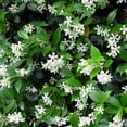 thumbnail image 2 of Confederate Jasmine Plants  6 Live 4 Inch Pots  Trachelospermum Jasminoides  Flowering Vine  Outdoor Garden, 2 of 8
