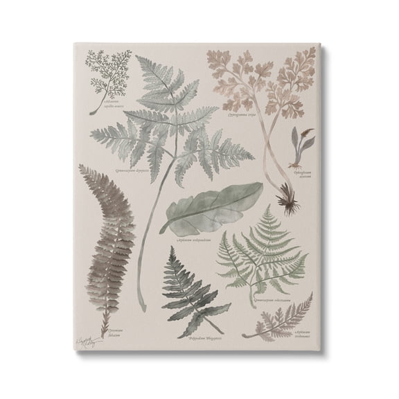 Stupell Industries Various Botanical Leaves Latin Study Informative Page Graphic Art Gallery Wrapped Canvas Print Wall Art, Design by Elizabeth Medley