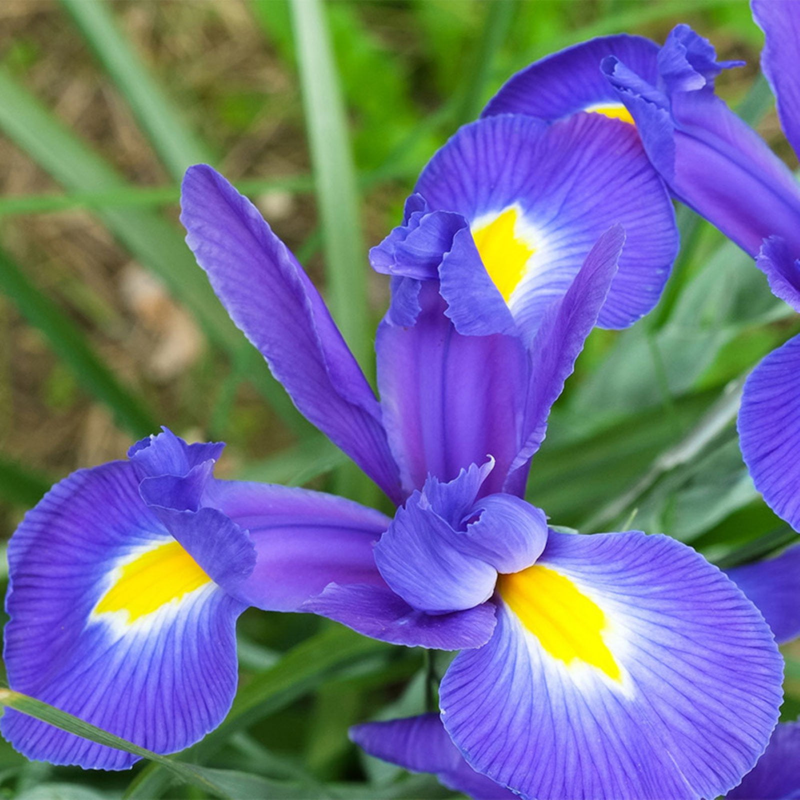 dutch iris dutch iris