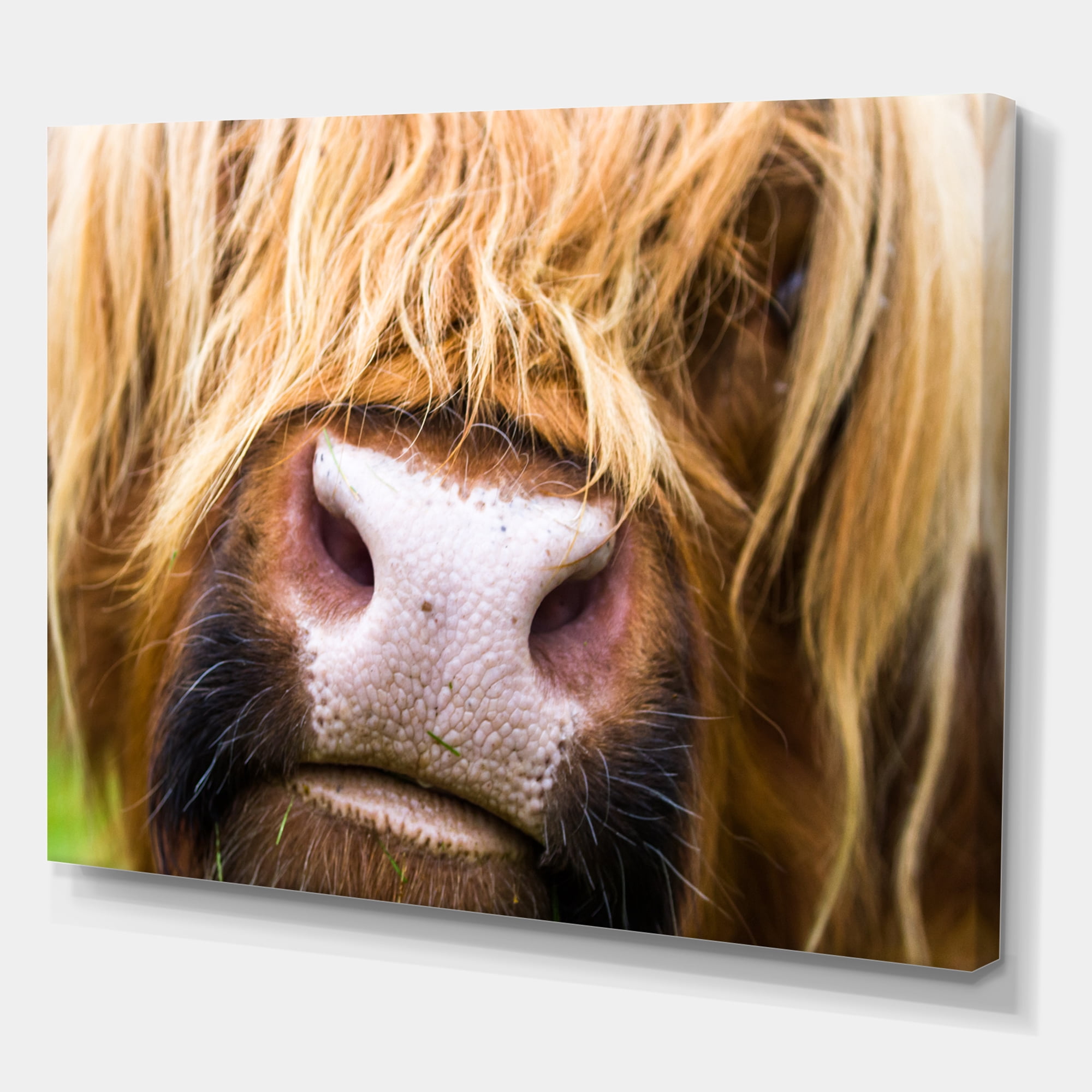 Designart ' Close-Up Highland Cattle ' Farmhouse Canvas Wall Art Print
