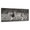 thumbnail image 1 of Global Gallery's 'Lion walking in African Savannah' by Pangea Images Stretched Canvas Wall Art, 1 of 4