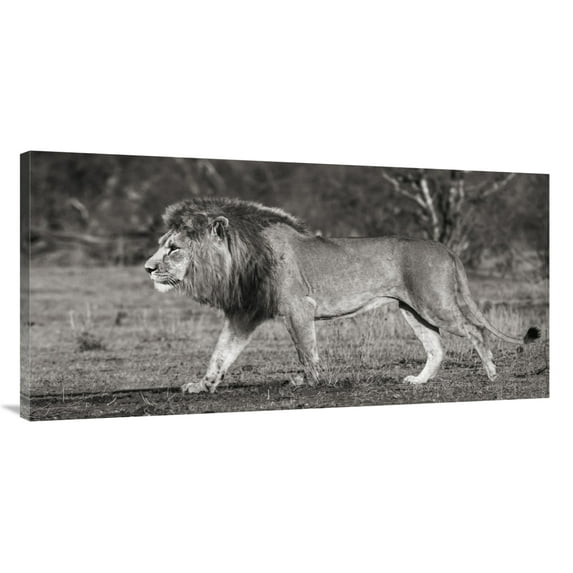 Global Gallery's 'Lion walking in African Savannah' by Pangea Images Stretched Canvas Wall Art