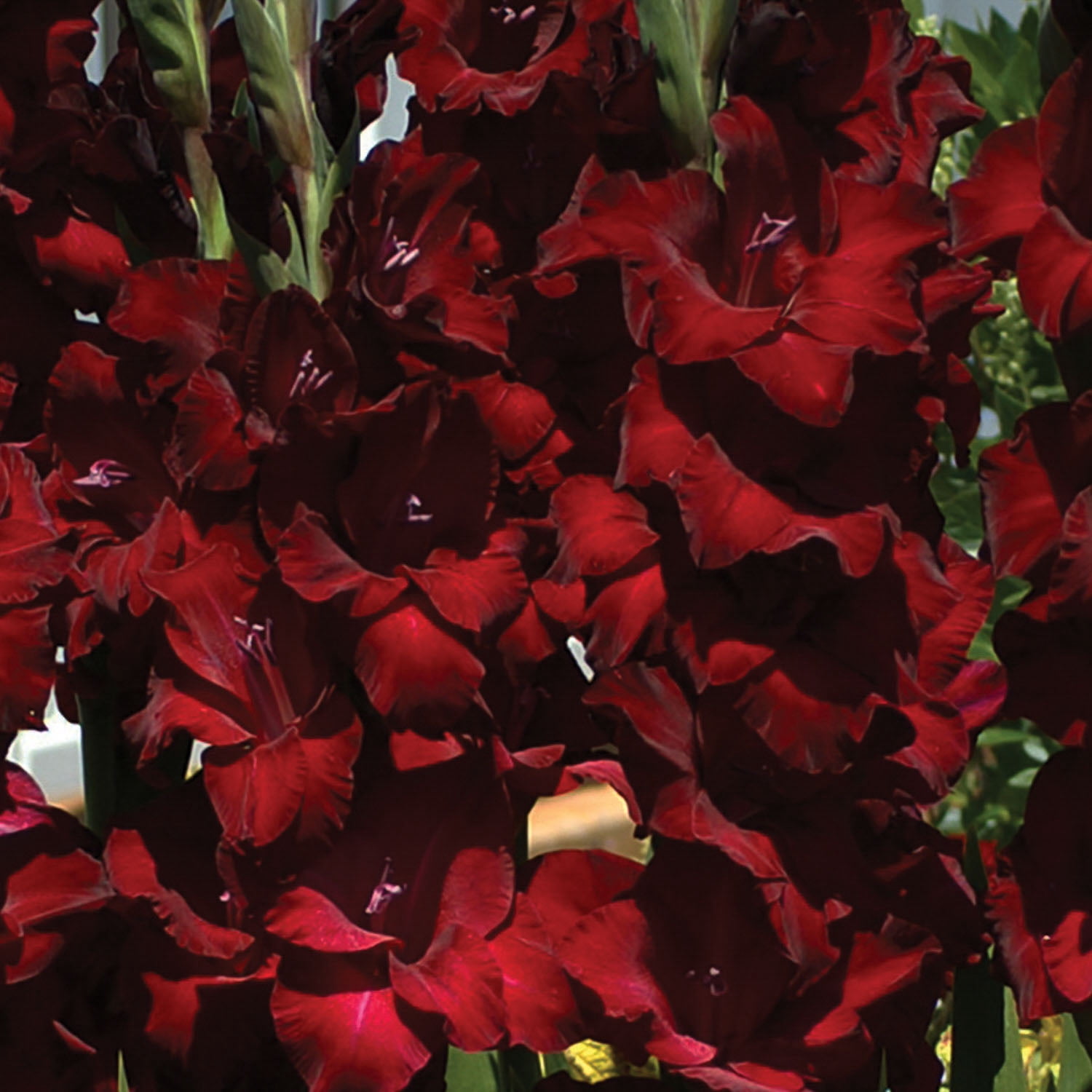 Expert Gardener Gladiolus at Night Set of 16 Dormant Bulbs for Partial Sun, Black Annual