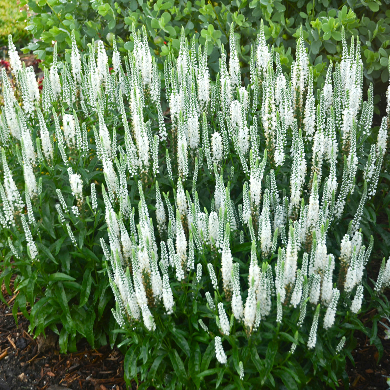 Proven Winners 6" Magic Show 'White Wands' Spike Speedwell Live Plant in 7.5" Pot