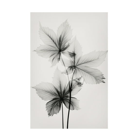 Trademark Fine Art Treechild Transparent Botanic No 5 Canvas Wall Art