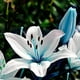 100 Pièces Rare Mélange de Fleurs de Lys Oriental Parfumé, Facile à Cultiver, Mélange de Lys Asiatique Fleur Exotique Vivace Robuste – image 1 sur 2