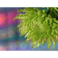 thumbnail image 3 of Bonin, Suzanne 24x19 Black Modern Framed Museum Art Print Titled - Green Chrysanthemum, 3 of 5