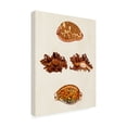 thumbnail image 2 of G W Knorr 'Knorr Shells VIII' Canvas Art, 2 of 3