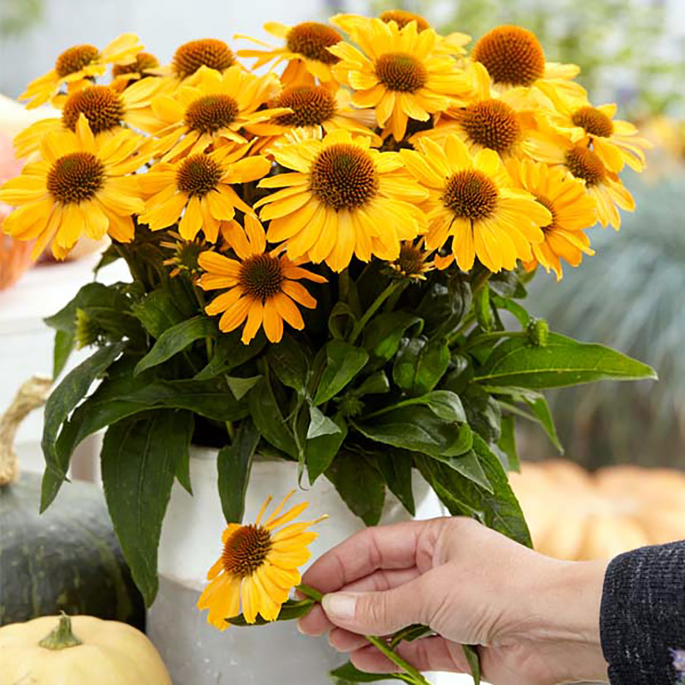 Tweety Coneflower Echinacea 4" Pot