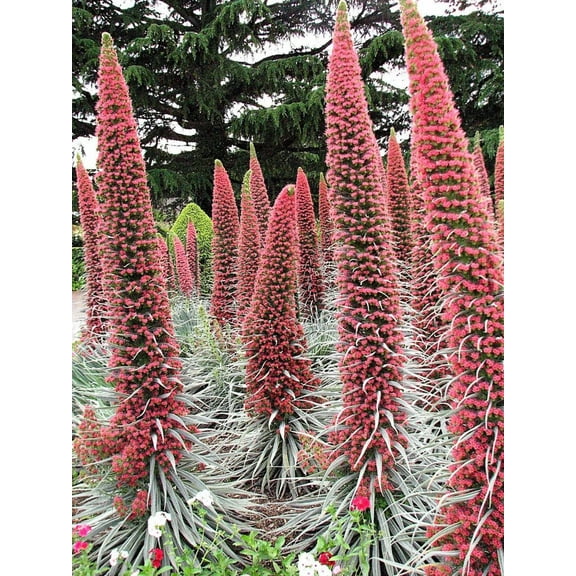 Seedville Tower of Jewels 25 Red Bugloss Flower Seeds, Maroon and Ruby Red Blooms