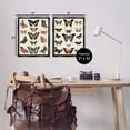 thumbnail image 4 of Stupell Industries Antique Butterfly Collection Insects Painting Black Floater Framed Canvas Art Print Wall Art, 17 x 21, Set of 2, 4 of 10