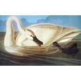 thumbnail image 2 of Audubon, John James 32x22 Black Ornate Wood Framed with Double Matting Museum Art Print Titled - Trumpeter Swan, 2 of 4