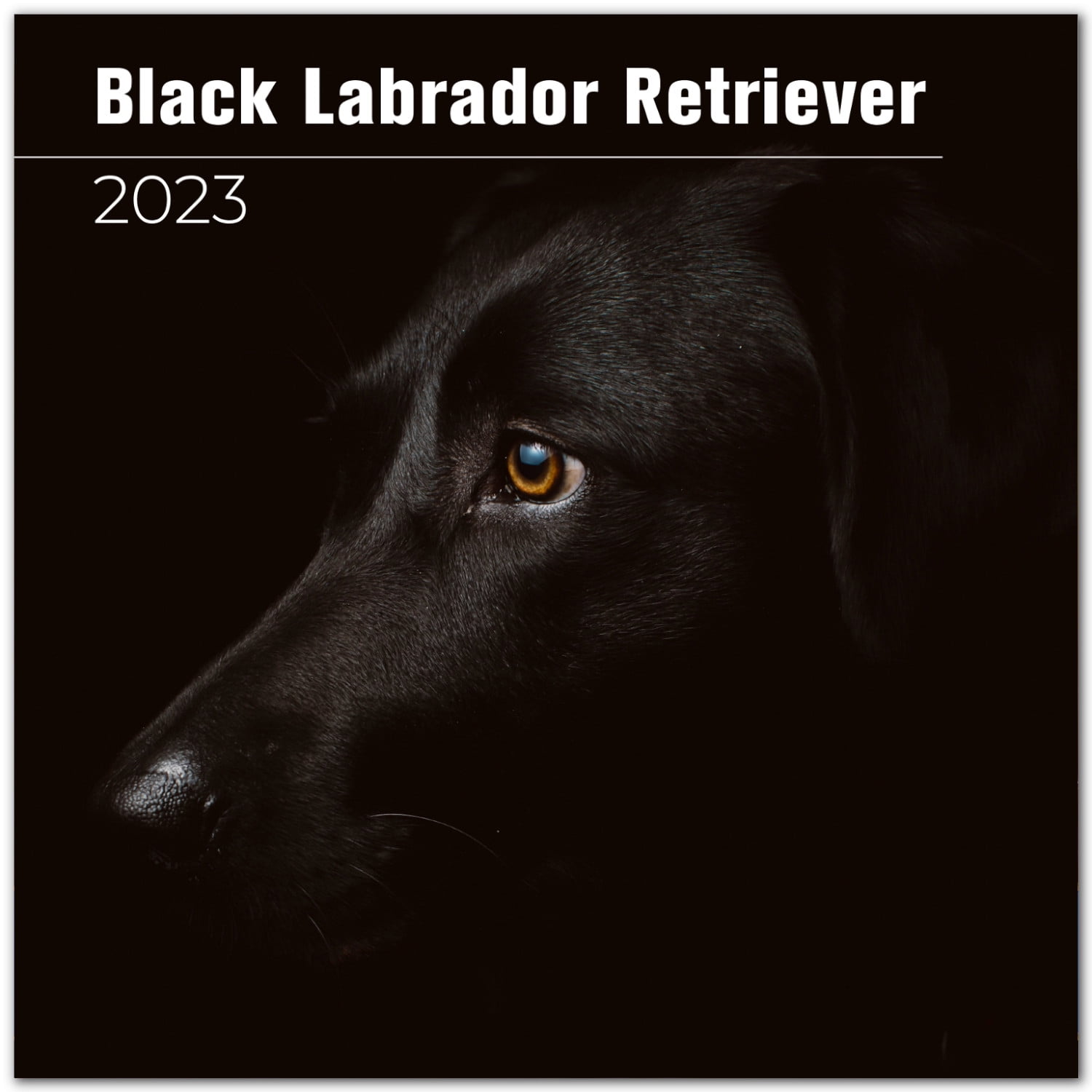 Black Lab Retriever 2021 - 2022 Monthly Wall Calendar - 12' x 24'