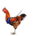 thumbnail image 4 of Chicken Harness Hen Size with 6ft Matching Leash – Adjustable, Resilient, Comfortable, Breathable, Large Size, Suitable for Chicken, 4 of 5