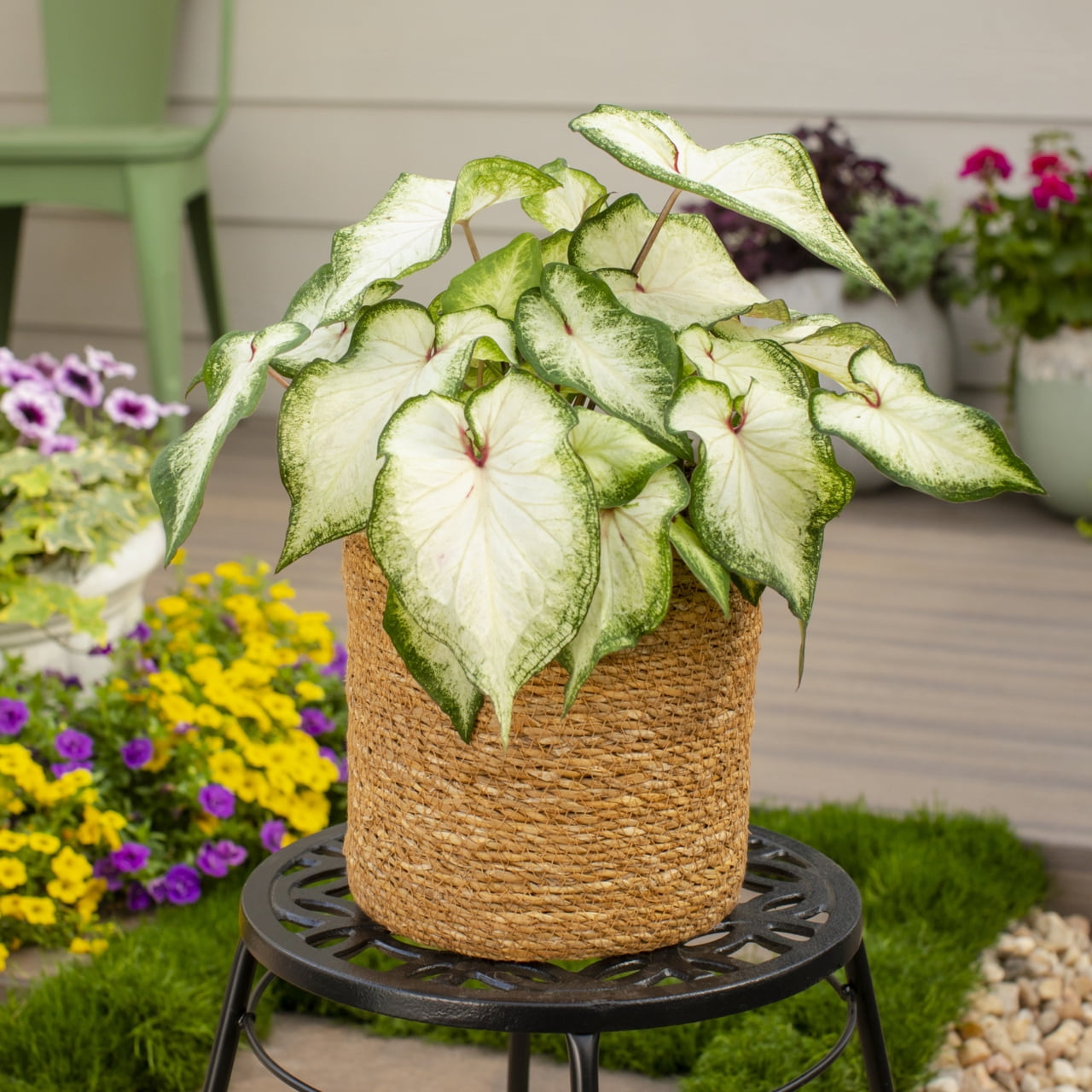 Proven Winners 2QT White Caladium Live Annual Plant Sun 3-Pack