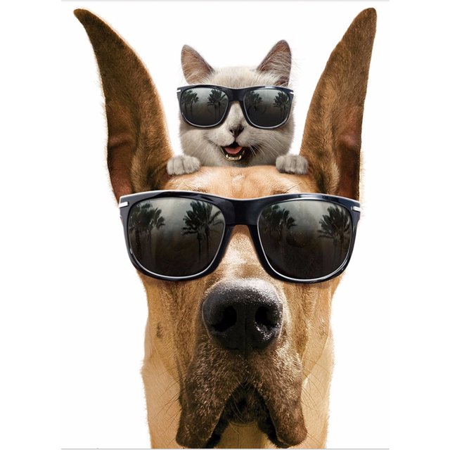 Pintura de diamante (DE5171) Perro con gafas 5D DIY Cuadro de arte de animales cuadrados 40x50cm FLhrweasw Nuevo