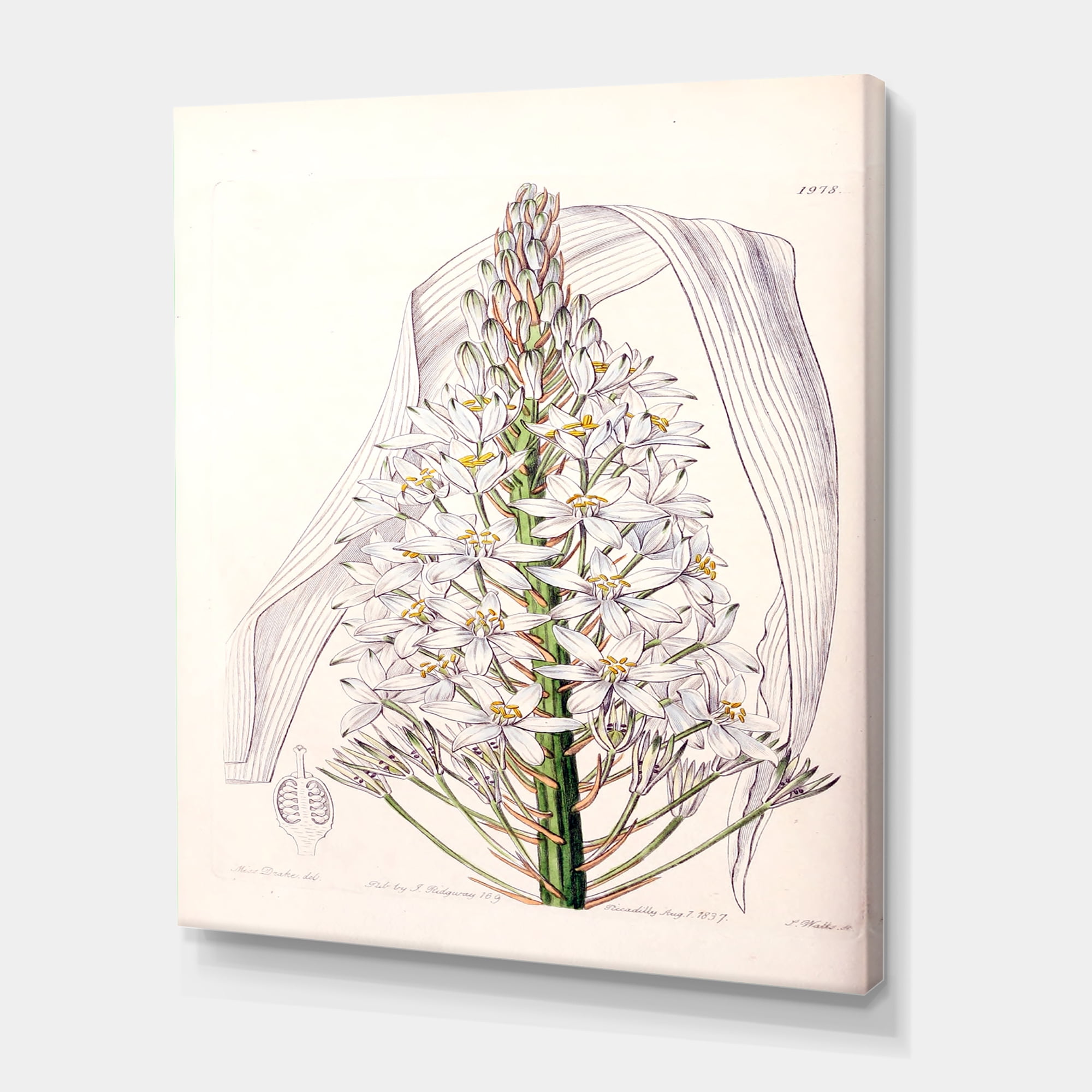 Designart ' White Vintage Orchid I ' Traditional Canvas Wall Art Print