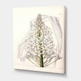thumbnail image 3 of Designart ' White Vintage Orchid I ' Traditional Canvas Wall Art Print, 3 of 4