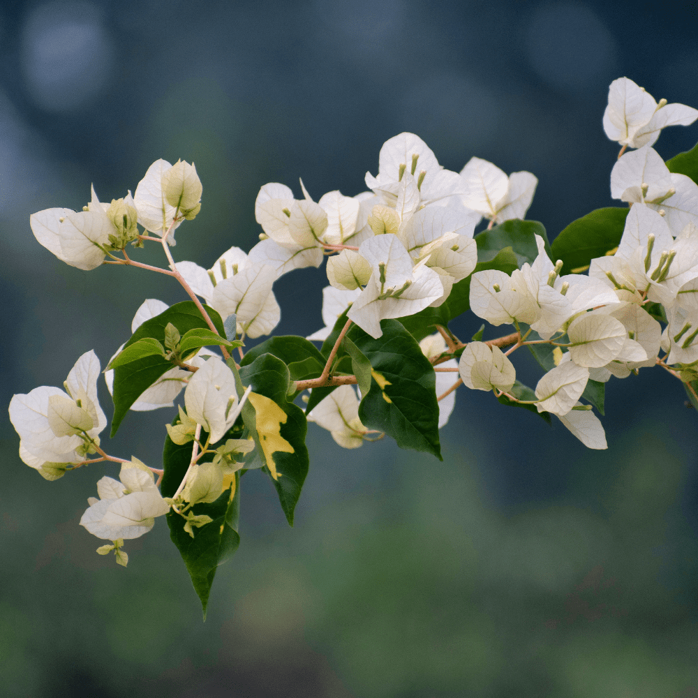 White Bougainvillea Live Plant, Bougainvillea Flower Vine 6-8 Inches, Bougainvilleas for Outdoor Garden