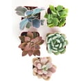 thumbnail image 2 of Home Botanicals | Premium Pastel Collection of Live Succulents | Hand Selected for Health, Size & Readiness | Collection of 5, 2 of 9