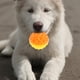 thumbnail image 3 of GOOHOCHY Pelota de juguete para masticar con sonido para cachorros, pelota de juguete para perros pequeños, pelota interactiva para limpiar los dientes y jugar., 3 of 8