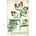 thumbnail image 2 of Weinmann, Johann W. 13x18 Gold Ornate Wood Framed with Double Matting Museum Art Print Titled - Aster, Plate 189, 2 of 4