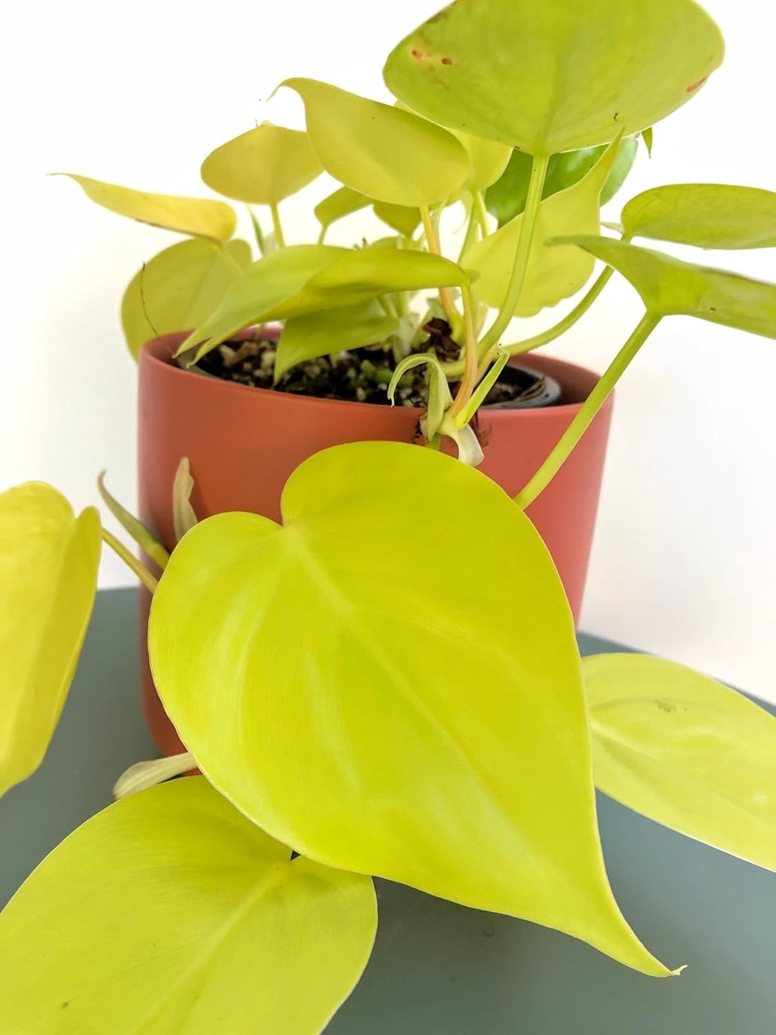 Philodendron Variety Pack - 3 Live Plants in 4 Inch Pots - Philodendron Erubescens - Grower's Choice of Extremely Rare and Beautiful Indoor Houseplants