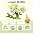 thumbnail image 5 of Amaryllis, Low Maintenance - Easy Grow - Ideal for Beds Borders, Plant Pots & Planters, 5 of 5