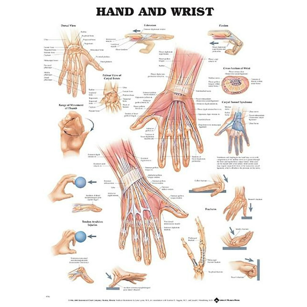 Hand and Wrist Anatomical Chart - Walmart.com - Walmart.com