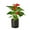4_ANTHURIUM_RED_PP.BLK.CYL, variant on Anthurium Red - Live Air-Purifying Indoor Plant in Nursery Pot – Easy Care, Low Maintenance Houseplant for Home & Office Decor, Natural Air Cleaner, Best for Beginners (4"Pot, BlackCylinder)