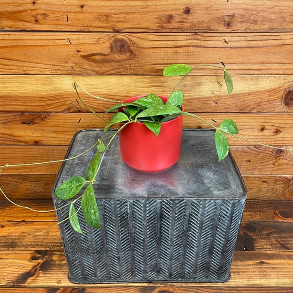 Hoya Erythrostemma Splash, 4" Plant, The Plant Farm