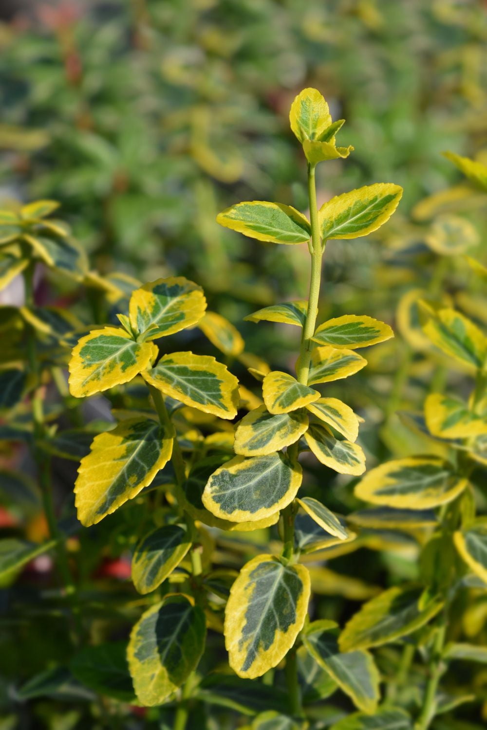 Fusain de fortune Emerald’N Gold 2 Gal