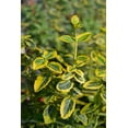 thumbnail image 2 of Fusain de fortune Emerald’N Gold 2 Gal, 2 of 3