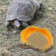 thumbnail image 5 of Reptile Water Bowl, Snake Tank Basin Dish, Feeding Station, Terrarium Decoration, 5 of 5